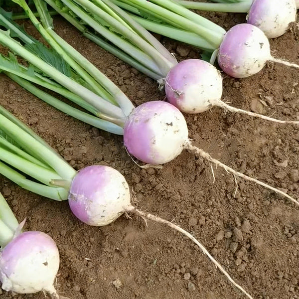 'Lucky' F1 Hybrid Turnip Seeds, 5g