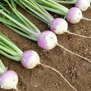 'Lucky' F1 Hybrid Turnip Seeds, 5g