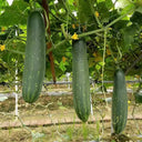 'Jiefeng No.8' Hybrid Cucumber, 50 Seeds