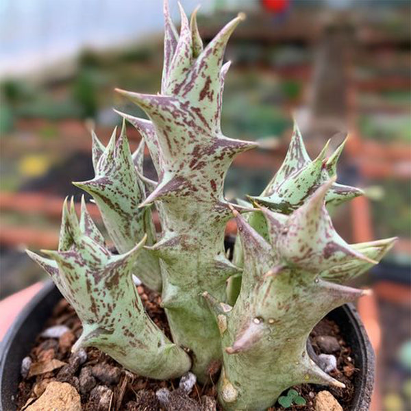 3-4Pcs Caralluma hesperidum, 3-4cm