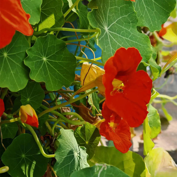 Hezhichun Red Nasturtium Seeds, 10g