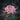 Hubei Pink Lycoris, 1 Bulb