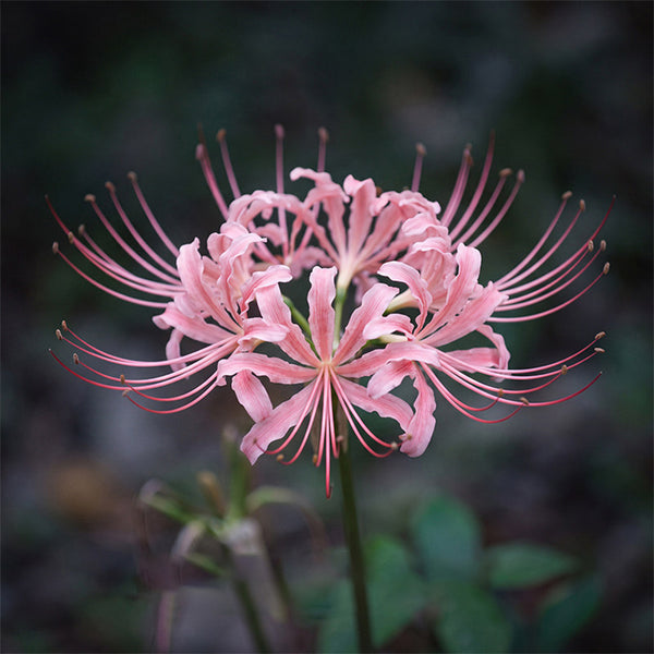 Hubei Pink Lycoris, 1 Bulb
