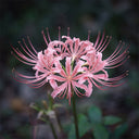 Hubei Pink Lycoris, 1 Bulb