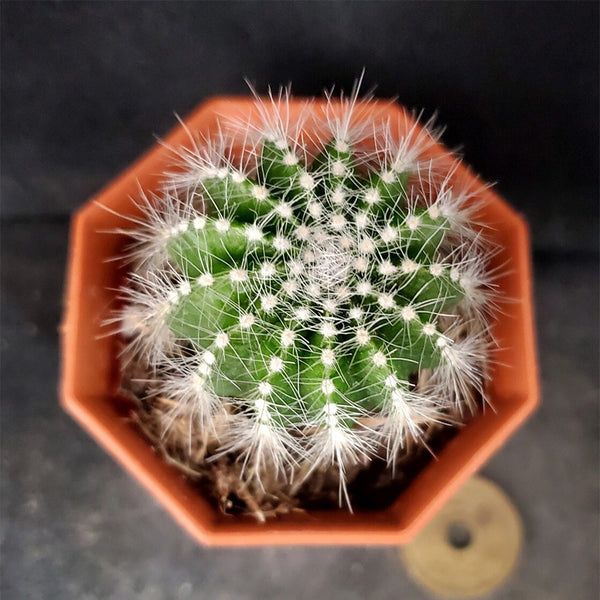 Parodia magnifica, 3-4cm