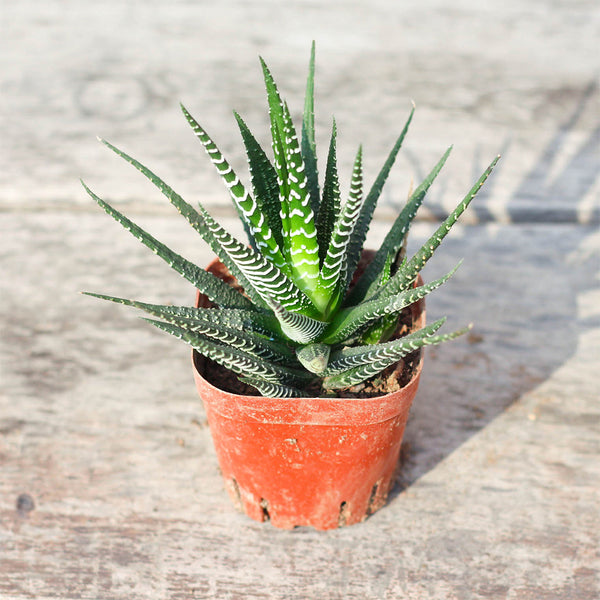 Haworthiopsis fasciata, 3-4cm