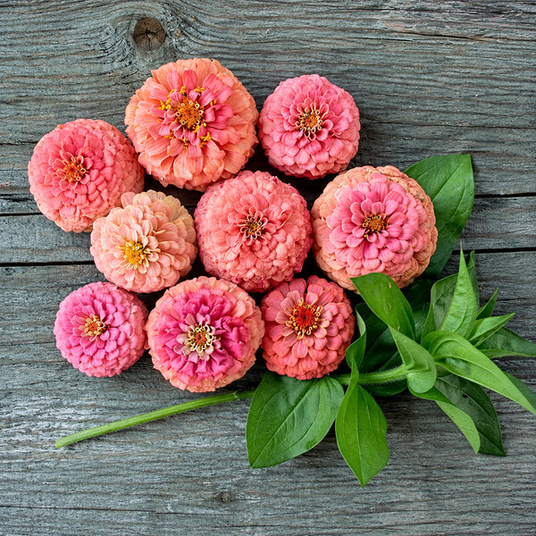 W1346 Large-Flowered Salmon Zinnia, 100 Seeds