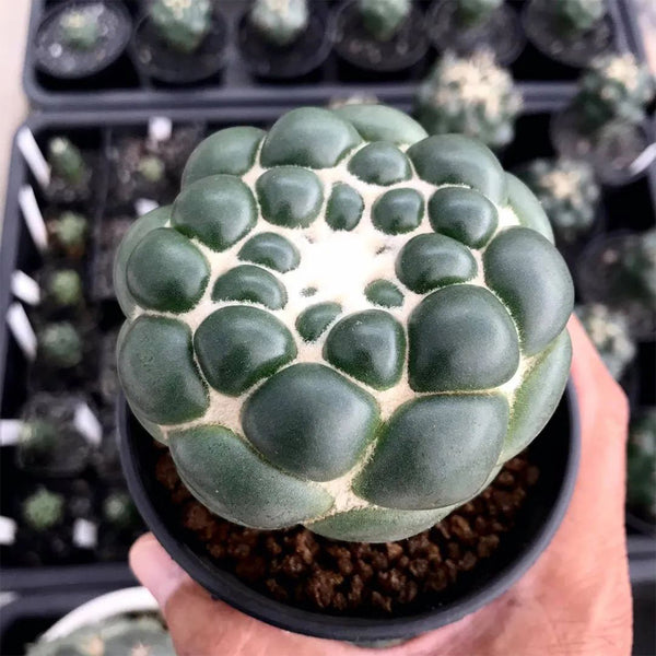 Coryphantha elephantidens cv. Inermis Live Cactus