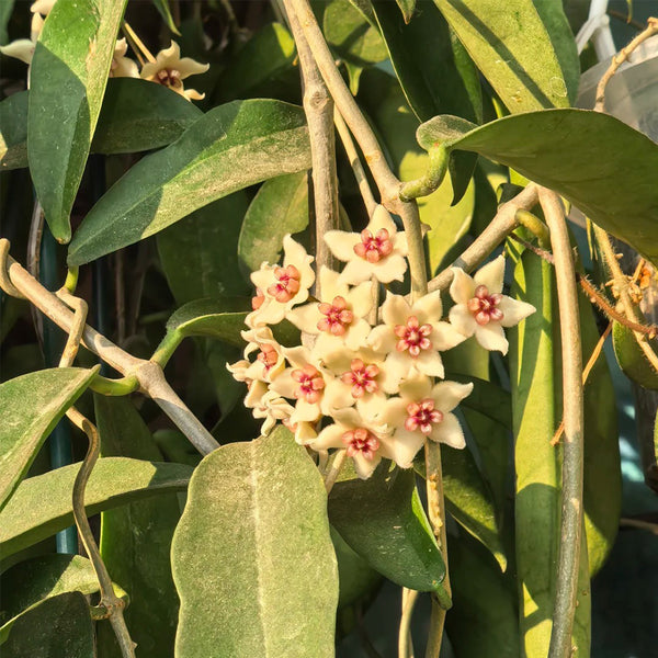 Hoya oblongacutifolia, 5 Cuttings
