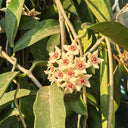 Hoya oblongacutifolia, 5 Cuttings