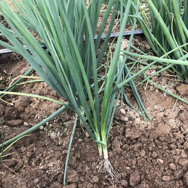 Jiemei Black-leaf Chives Seeds, 5g