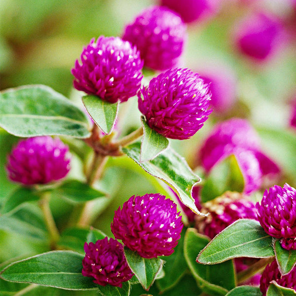 Hezhichun Purple Globe Amaranth Seeds, 1g