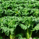 Super Green Pioneer Chinese Cabbage, 5 × 4g Bags