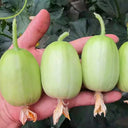 Yuanbao Fruit Cucumber, 5 Seeds