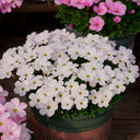Oxalis glabra Series Bulb - 'Snow Ball', 20 Bulbs
