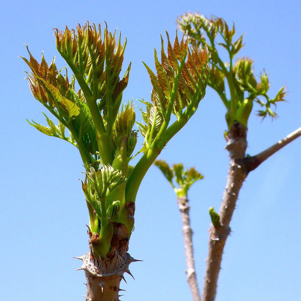 Aralia Shoots, 100 Seeds