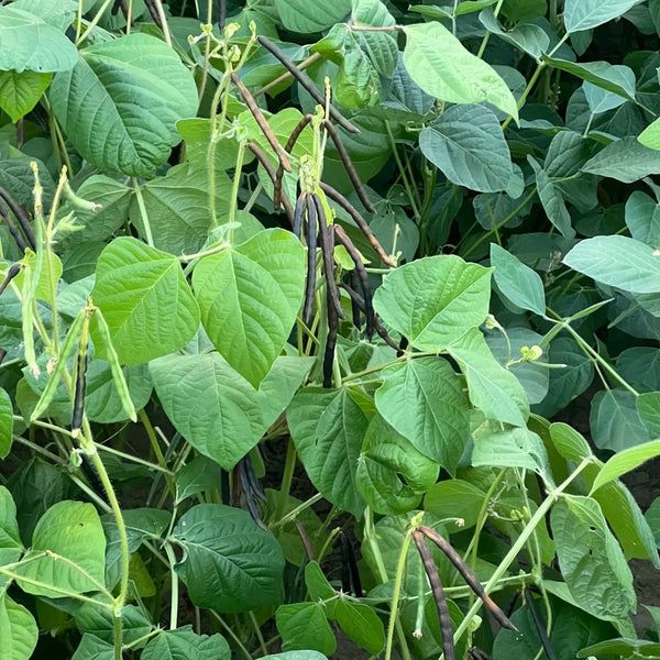 'Fenlüdou No.3' Mung Bean Seeds, 40 Grams ≈ 600 ~ 700 Seeds