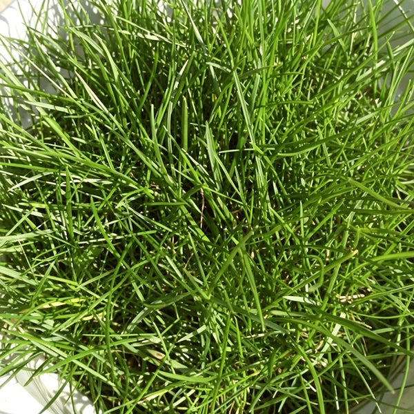 Purple Sheep Fescue Seeds, 50 Grams ≈ 60000 Seeds