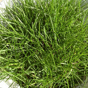 Purple Sheep Fescue Seeds, 50 Grams ≈ 60000 Seeds