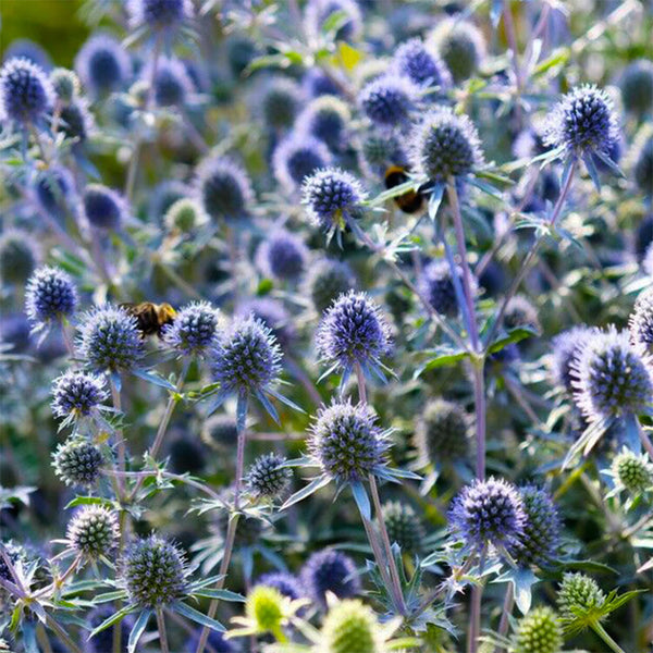 Alpine Eryngo Seeds, 100 Seeds