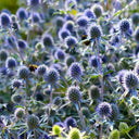 Alpine Eryngo Seeds, 100 Seeds