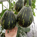 Fragrant Taro Pumpkin Seeds, 10 Seeds