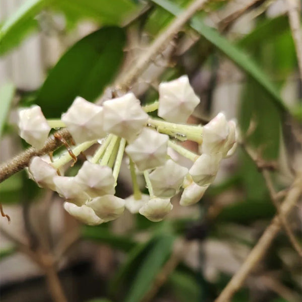 Hoya carnosa 'Jade', 5 Cuttings