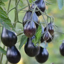 Blue Keyes Tomato, 5 Seeds