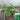 Crinkled-leaf Peppermint, 500 Seeds
