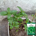 Crinkled-leaf Peppermint, 500 Seeds
