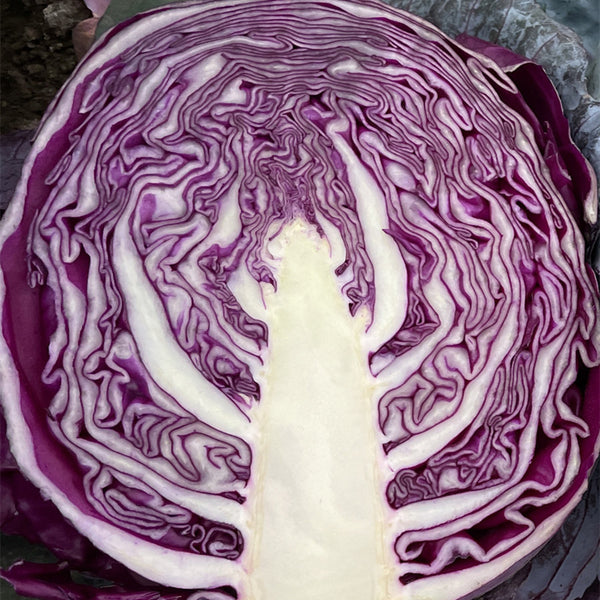 W957 Purple Wind Red Cabbage, 50 Seeds