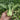 'Hefeng' Shanghai Bok Choy Seeds, 20g
