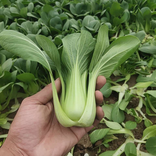'Hefeng' Shanghai Bok Choy Seeds, 20g
