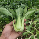'Hefeng' Shanghai Bok Choy Seeds, 20g