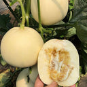 White Honey Jar Melon Hybrid Seeds, 30 Seeds