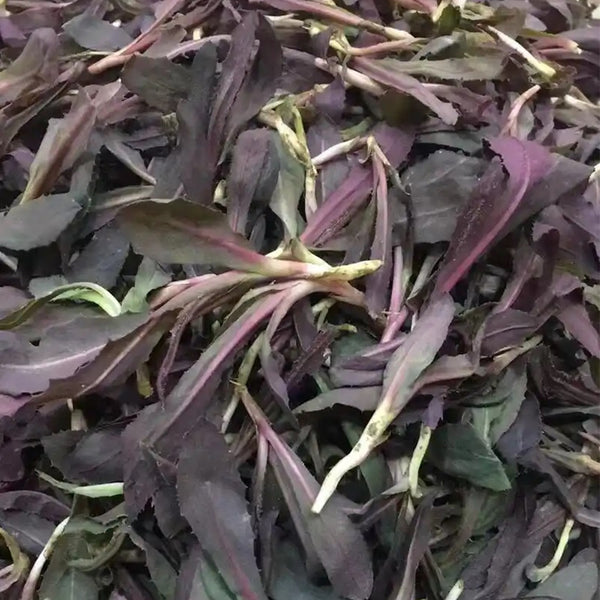 Xinte Wild Purple Qumai Chicory Seeds, 1g