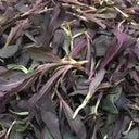 Xinte Wild Purple Qumai Chicory Seeds, 1g