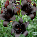 Lilium 'Black Knight', 12/14cm Circumference, 2 Bulbs