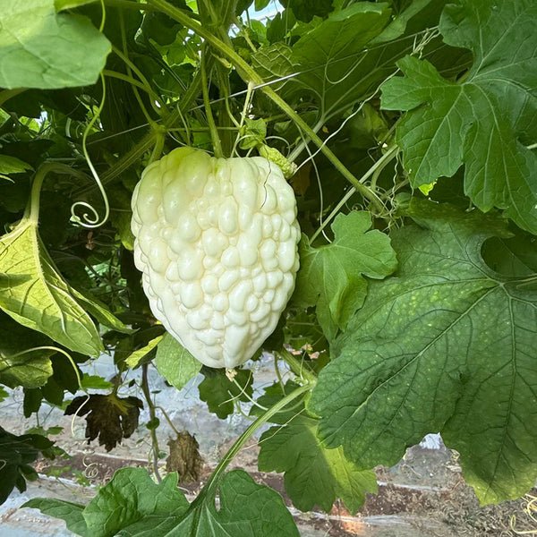 Apple Bitter Gourd, 5 Seeds