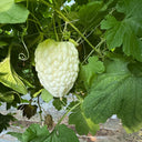 Apple Bitter Gourd, 5 Seeds