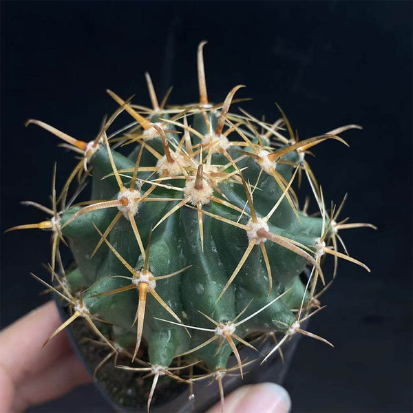 Ferocactus peninsulae, 3-4cm