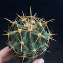 Ferocactus peninsulae, 3-4cm