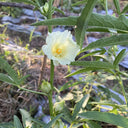White Roselle Seeds (Hibiscus sabdariffa), Pack of 20