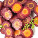 Purple Carrot F1 Seeds, 5 Grams ≈ 3000 Seeds