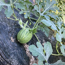 Xiaofeng Watermelon, 10 Seeds