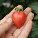 'Jingfan Fenxing No.2' Tomato, 10 Seeds