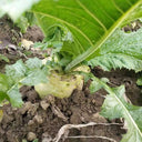 'Roundish 65' Root Mustard Seeds, 10g
