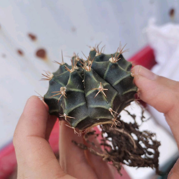 Gymnocalycium mihanovichii var. filadelfiense, 3-4cm