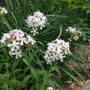 Bouncing Bet Seeds, 200 Seeds