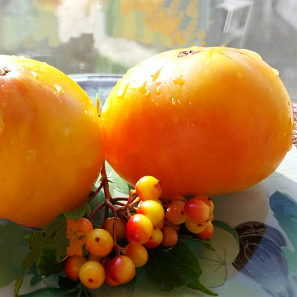1040 Snowflake Beefsteak Tomato, 5 Seeds
